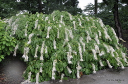 Aesculus parviflora — photo 2